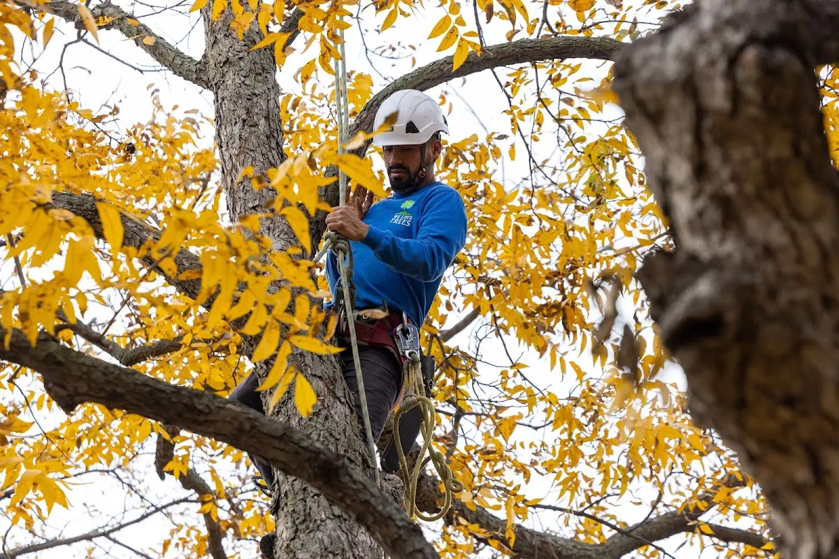 Skilled Emergency Tree Service crew working in Caledonia